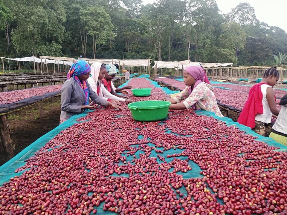 Ethiopia - Guji Benti Nenka Organic - Natural - SINGLE ORIGIN
