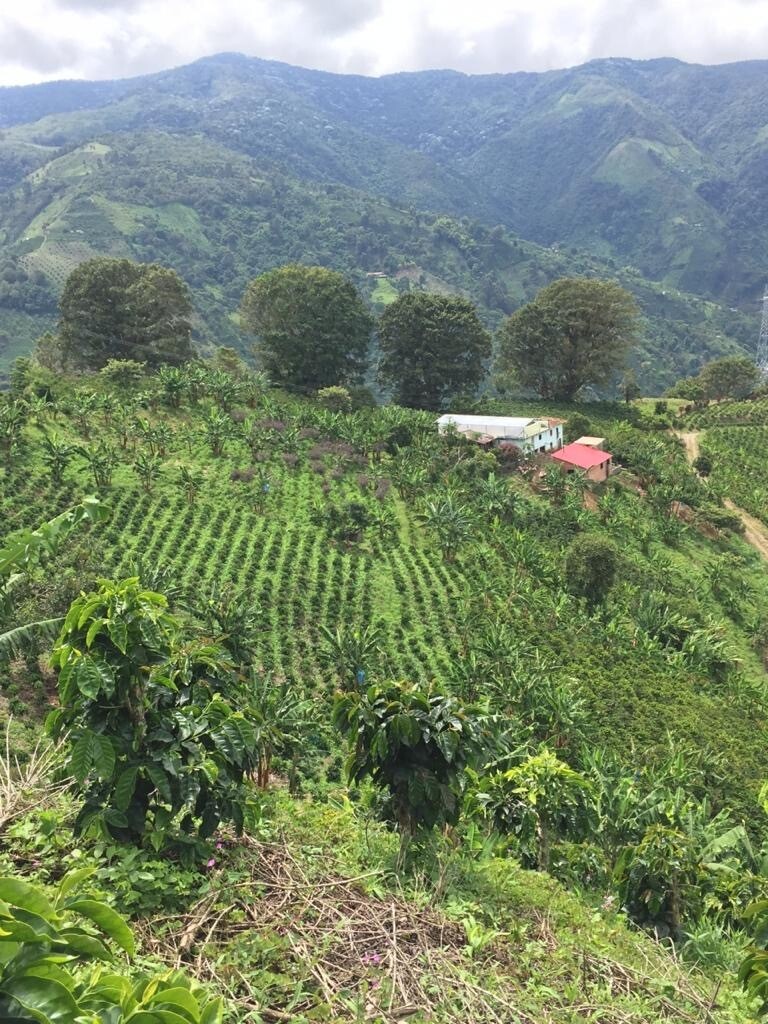 COLOMBIA  La Divisa -  Natural Process - Microlot - SINGLE ORIGIN