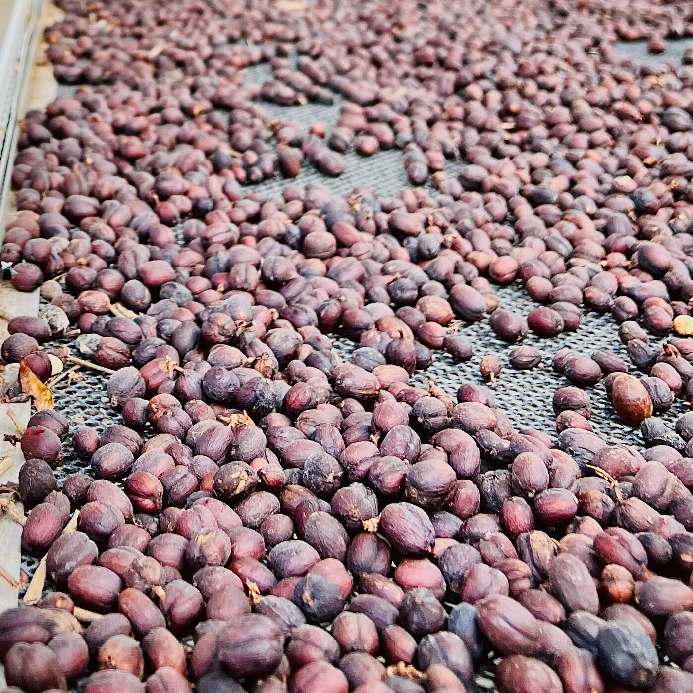 COLOMBIA  La Divisa -  Natural Process - Microlot - SINGLE ORIGIN