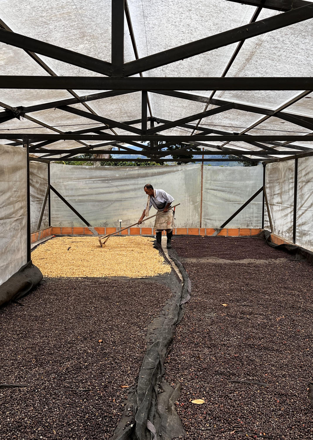 COLOMBIA  La Divisa -  Natural Process - Microlot - SINGLE ORIGIN