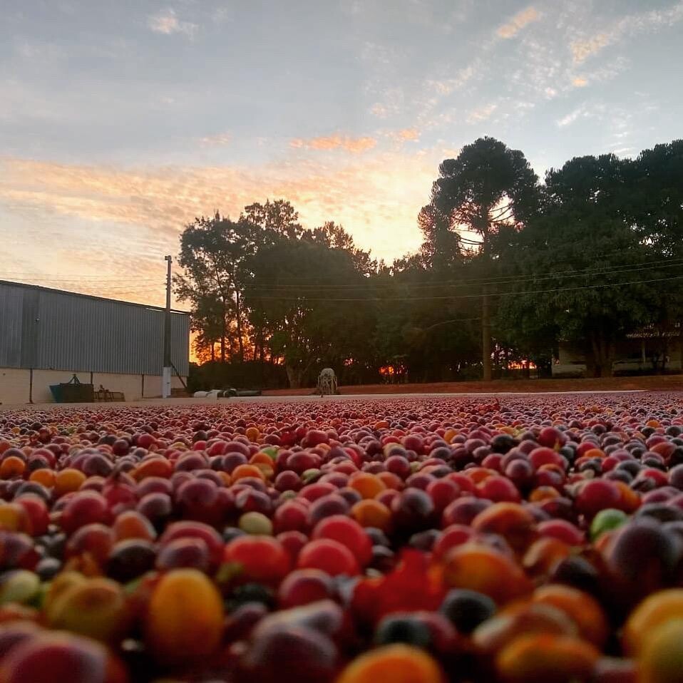 Brazil - Rafael Vinhal - Natural Anaerobic Fermentation - SINGLE ORIGIN