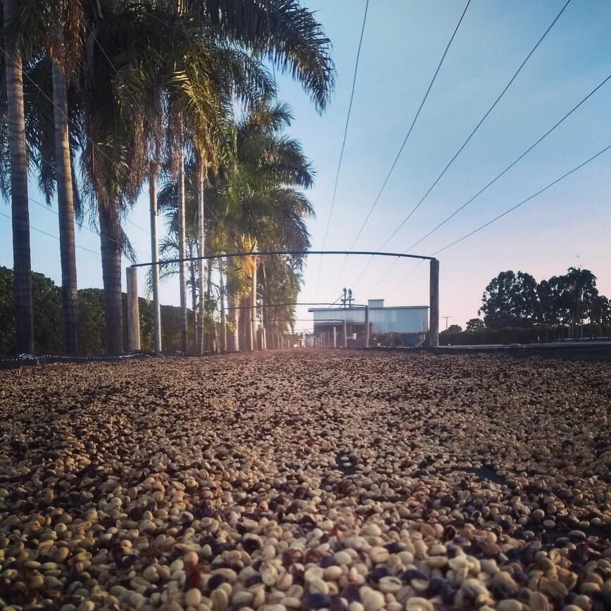 Brazil - Rafael Vinhal - Natural Anaerobic Fermentation - SINGLE ORIGIN