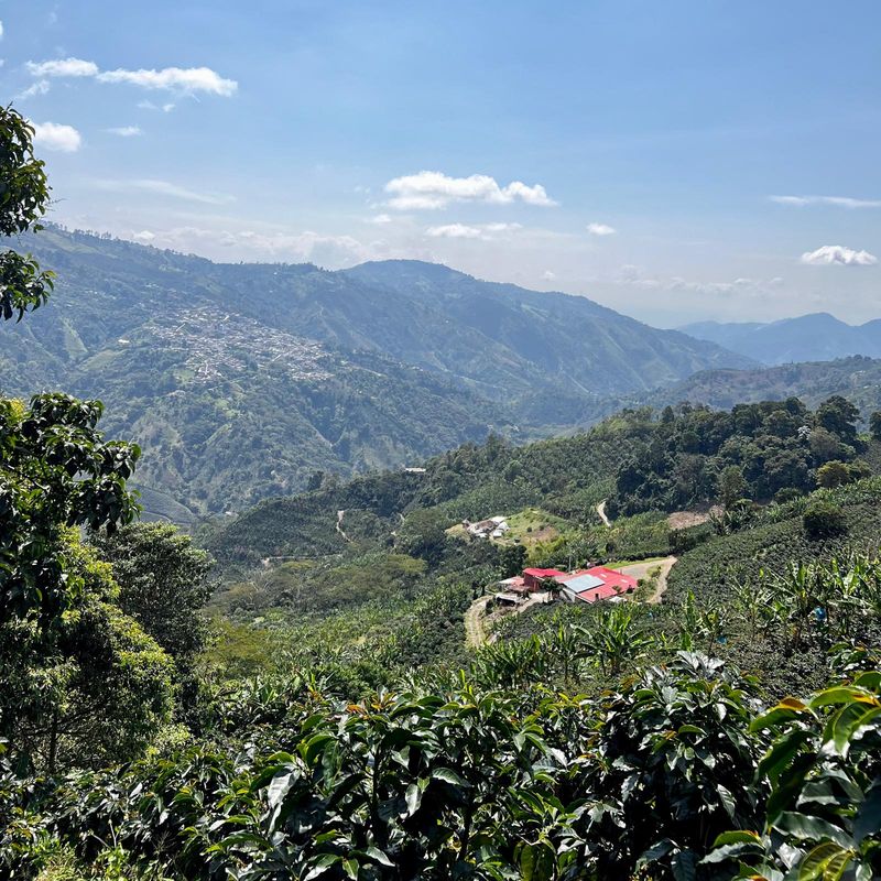 COLOMBIA  - Los Angeles Farm