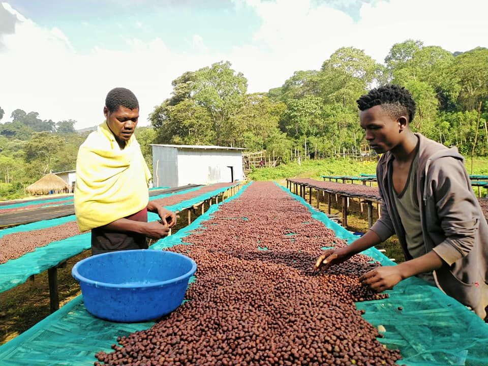 Ethiopia Yirgacheffe Chelchele - washed - SINGLE ORIGIN