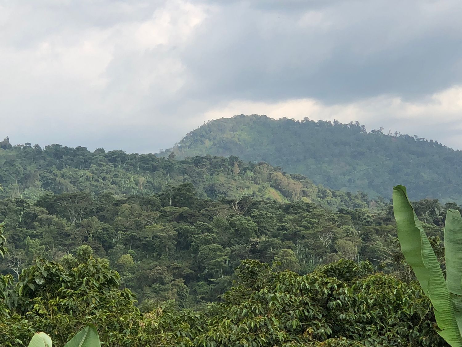 Ethiopia Yirgacheffe Chelchele - washed - SINGLE ORIGIN