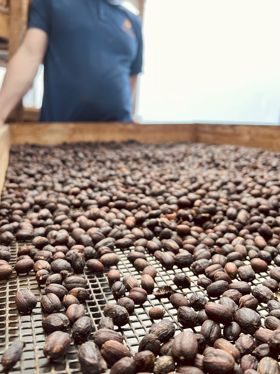 COLOMBIA  - CHAPOLERAS – Natural Process - Microlot - SINGLE ORIGIN