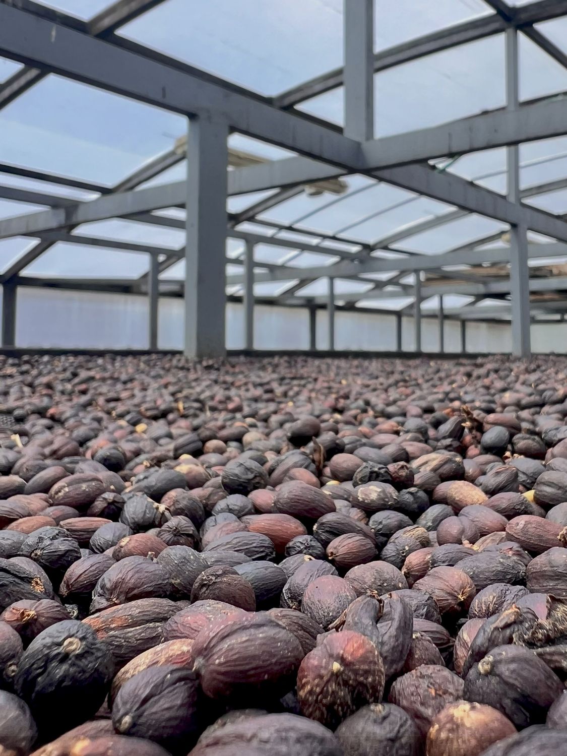 COLOMBIA  - CHAPOLERAS – Natural Process - Microlot - SINGLE ORIGIN