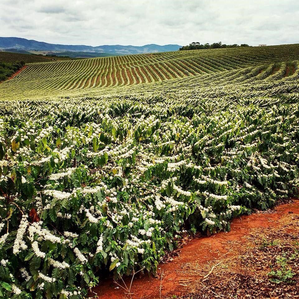 Brazil - Bela Vista Farm  - Natural Anaerobic - SINGLE ORIGIN Brazil - Bela Vista Farm  - Natural Anaerobic - SINGLE ORIGIN