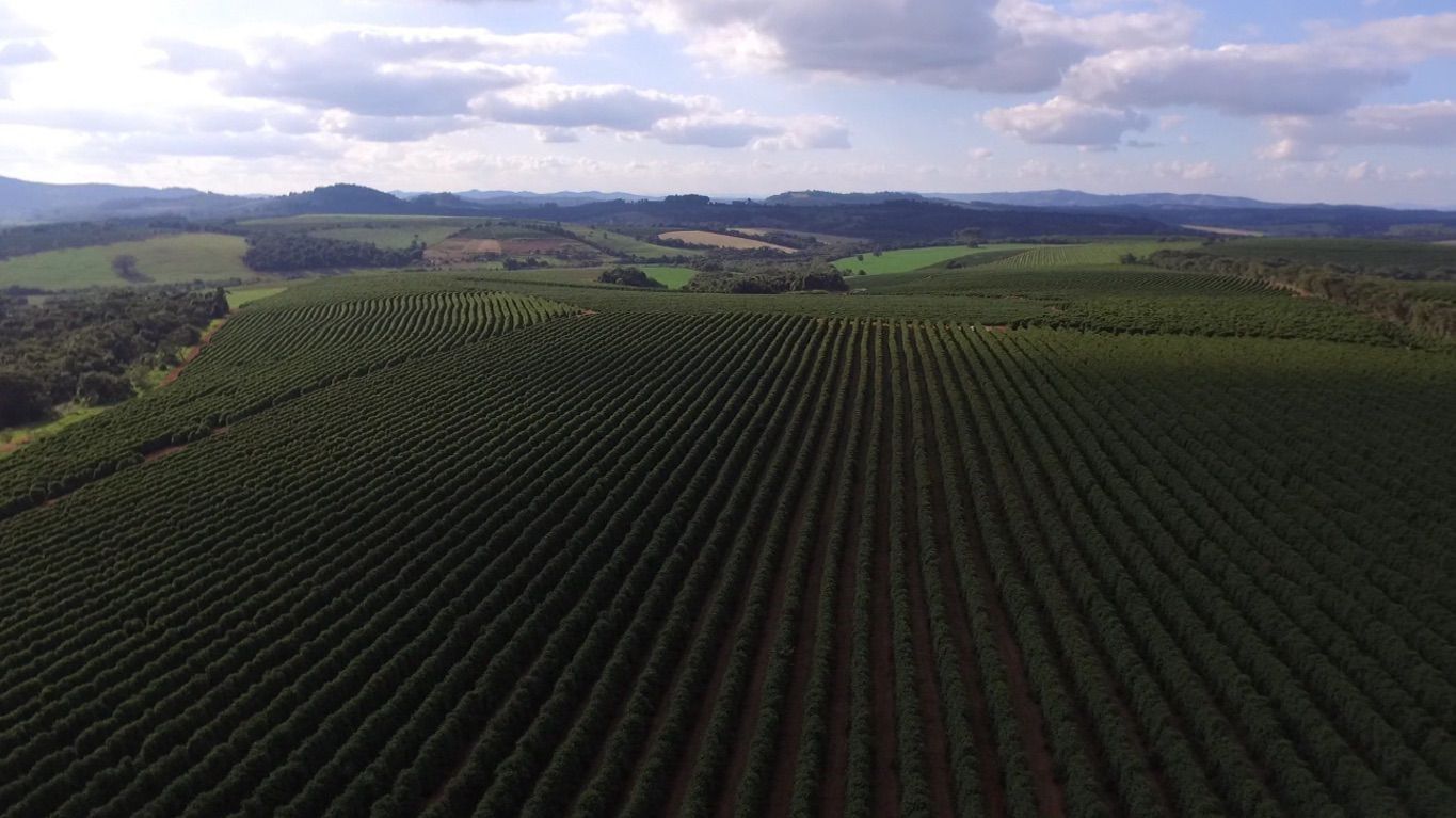 Brazil - Bela Vista Farm  - Natural Anaerobic - SINGLE ORIGIN Brazil - Bela Vista Farm  - Natural Anaerobic - SINGLE ORIGIN