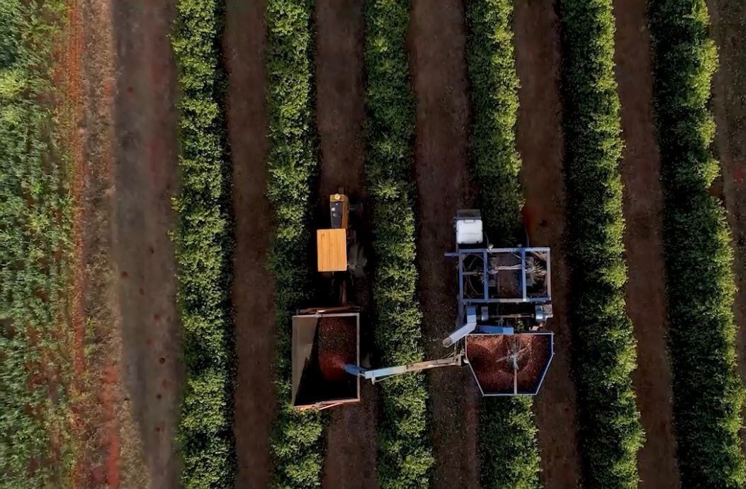 Brazil - Bela Vista Farm  - Natural Anaerobic - SINGLE ORIGIN Brazil - Bela Vista Farm  - Natural Anaerobic - SINGLE ORIGIN