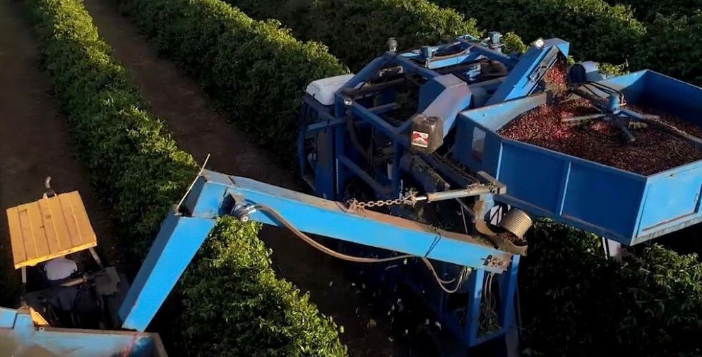 Brazil - Bela Vista Farm  - Natural Anaerobic - SINGLE ORIGIN Brazil - Bela Vista Farm  - Natural Anaerobic - SINGLE ORIGIN