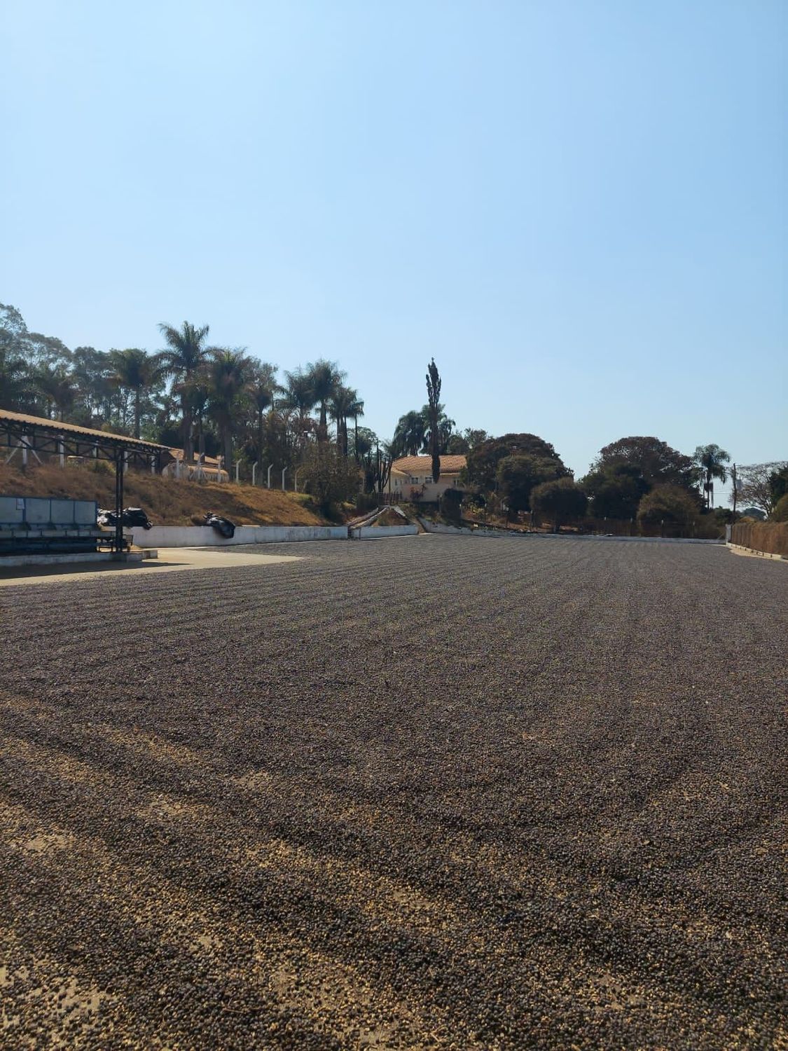 Brazil - Bela Vista Farm  - Natural Anaerobic - SINGLE ORIGIN Brazil - Bela Vista Farm  - Natural Anaerobic - SINGLE ORIGIN