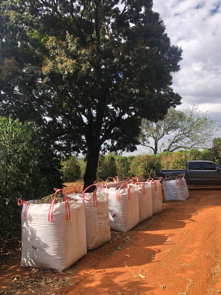 Brazil - Bela Vista Farm  - Natural Anaerobic - SINGLE ORIGIN Brazil - Bela Vista Farm  - Natural Anaerobic - SINGLE ORIGIN