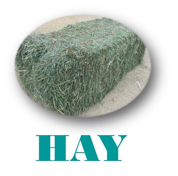 Hay