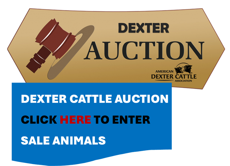 Auction - Sale Animal