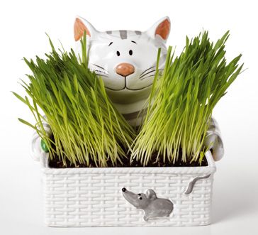 KLEINE GESCHENKE FÜR GROSSE KATZENFANS