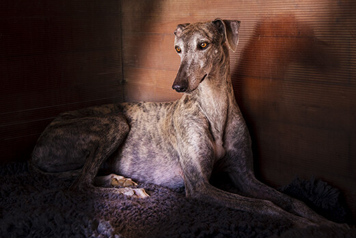 Set of 5 A5 Greetings Cards and Envelopes Featuring 112 Carlota Galgos Dogs