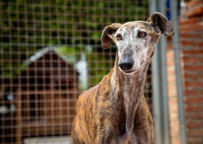 112 Carlota Galgos Calendar and Fundraising Goodies