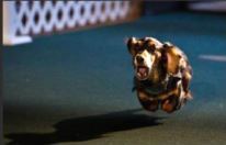 Racing Events For All Dogs
