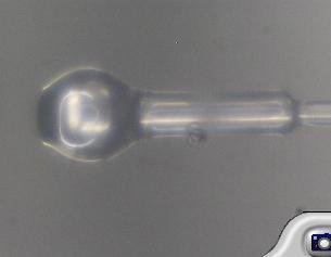 BL5-MM-50: 500 um working distance ball lensed multi-mode, Corning 50/125 , OM4,  FC/APC