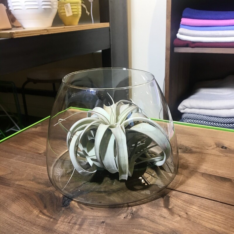 Mira Mar Recycled Glass Terrarium