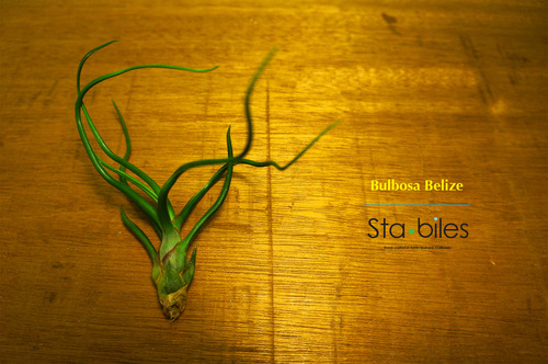 BULBOSA BELIZE