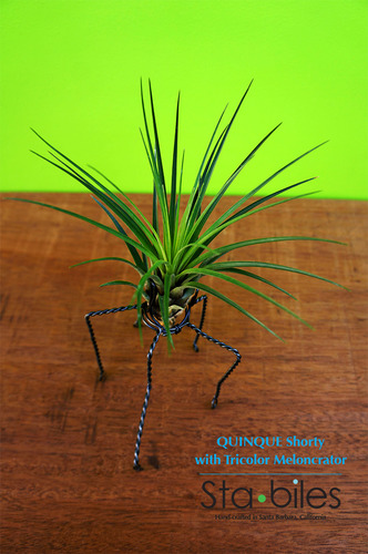 Quinque Shorty with Tricolor Melanocrator