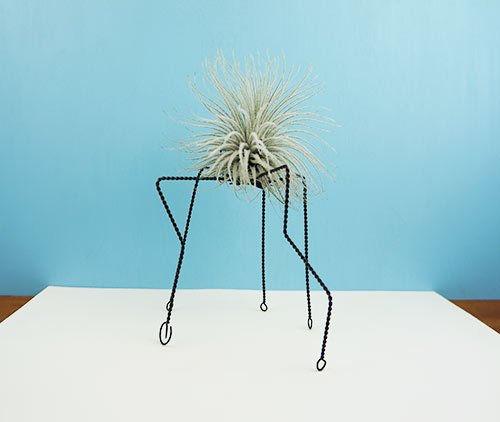 QUINQUE W/ XL Tectorum