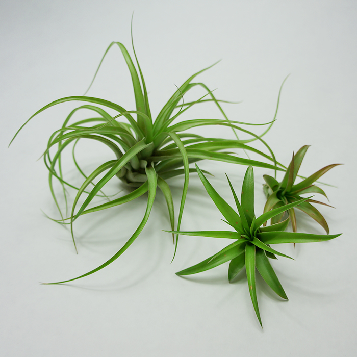 Brachycaulos