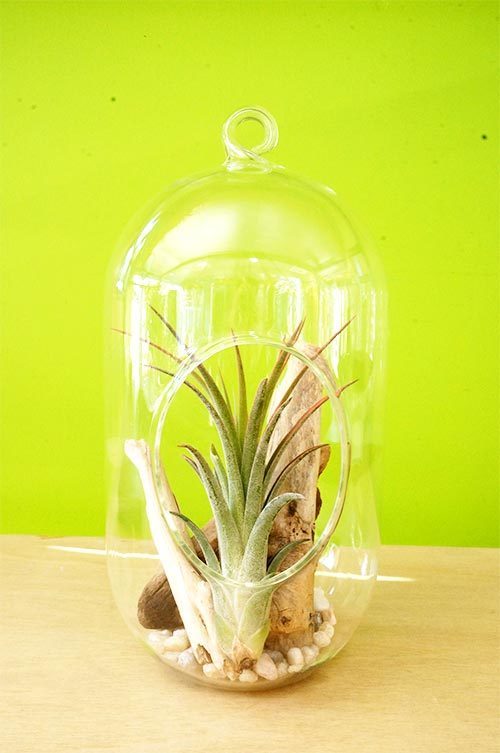 Medium Oval Terrarium with Airplant