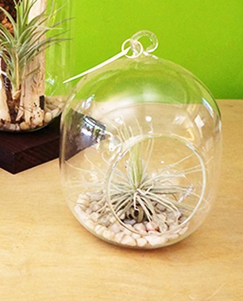 Small Oval Terrarium with Airplant