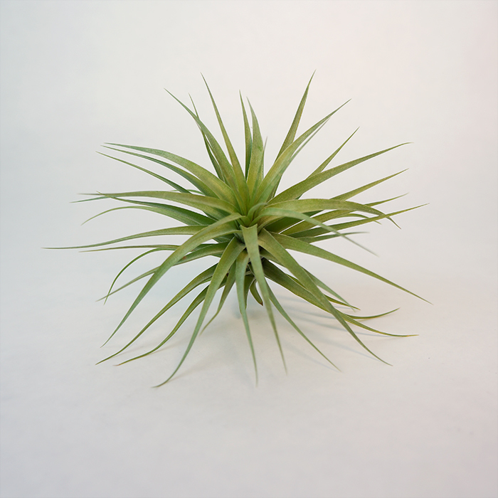 Aeranthos Hybrid