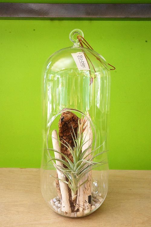 Larg Oval Terrarium with Airplant
