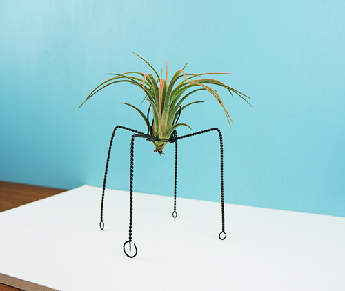 QUATTUOR with Ioantha X Brachycaulos