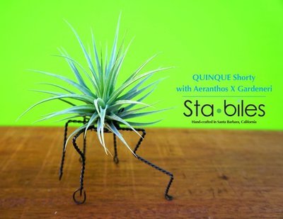 Quinque Shorty with Aeranthos X Gardeneri