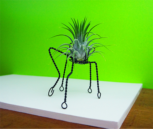 Quinque Shorty with Ionantha Guatemala