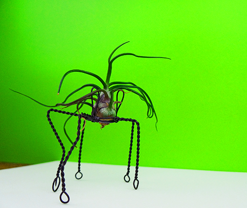 Quinque Shorty with Bulbosa