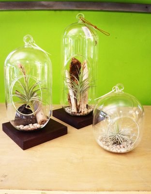 TERRARIUMS
