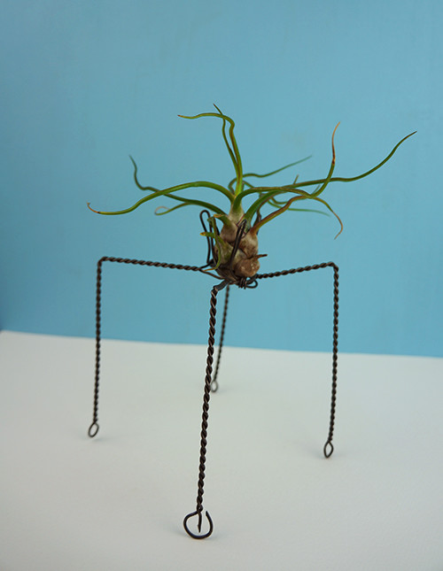 QUATTUOR with Bulbosa Guatemala
