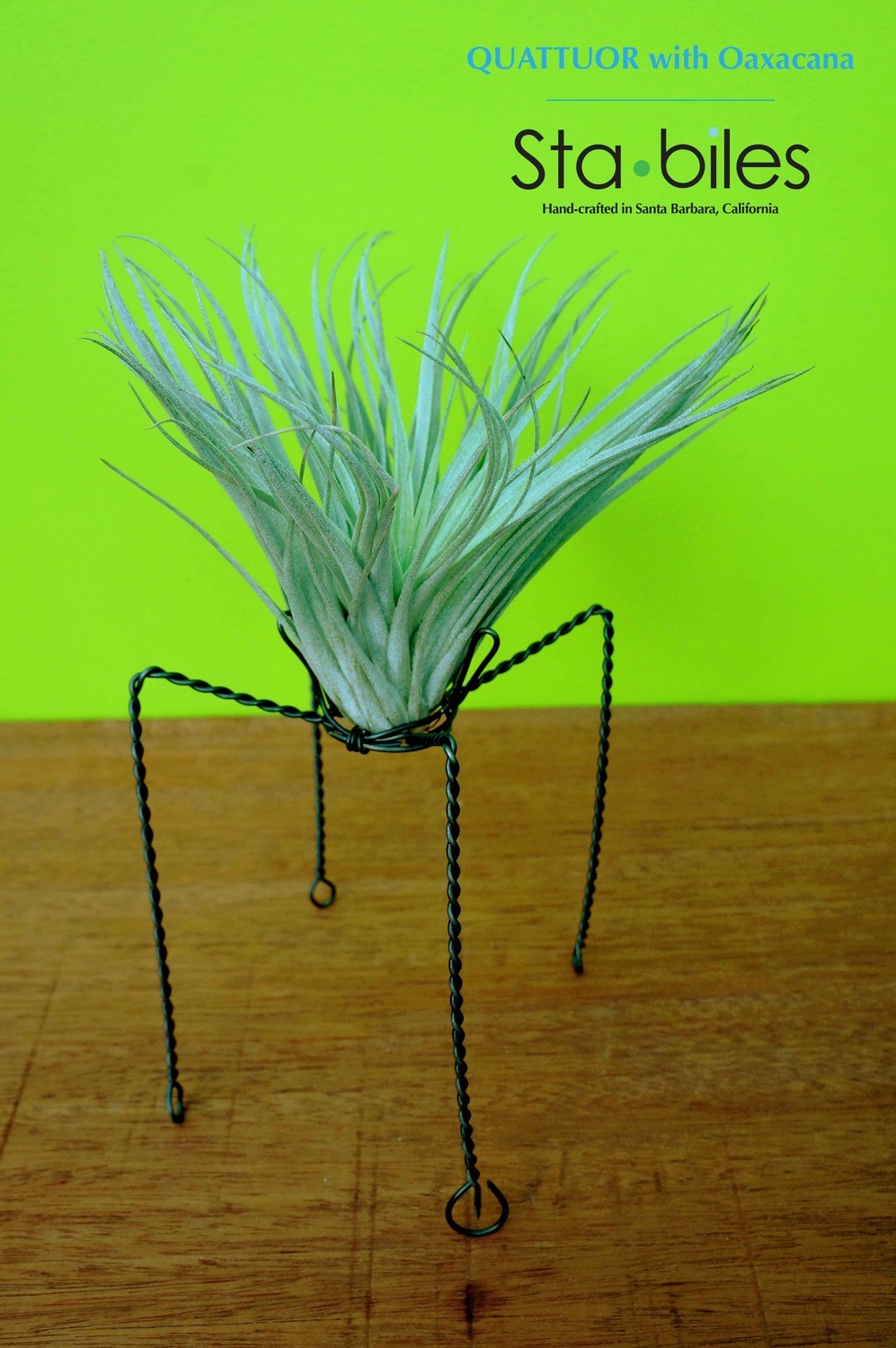 QUATTUOR with Oaxacana