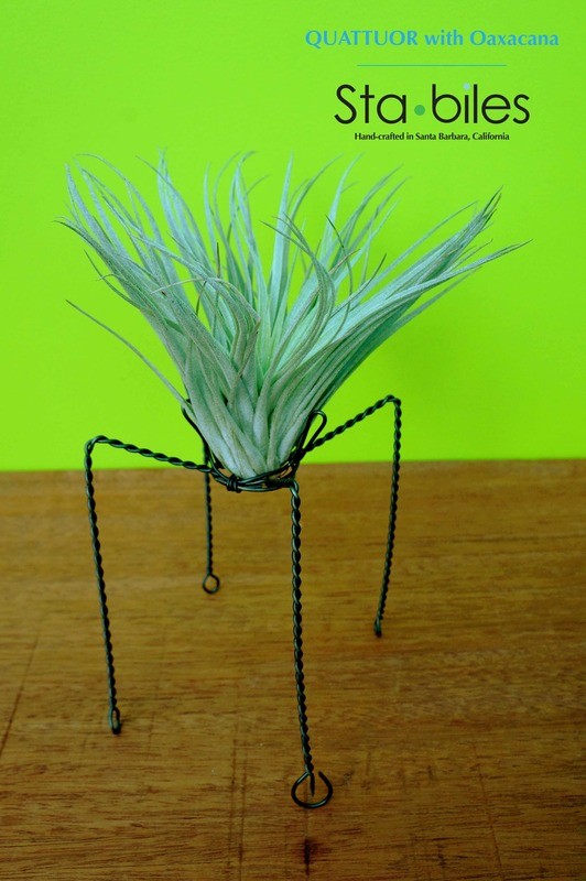 QUATTUOR with Oaxacana