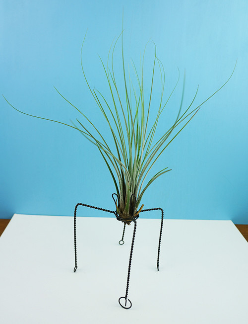 QUATTUOR with Juncea