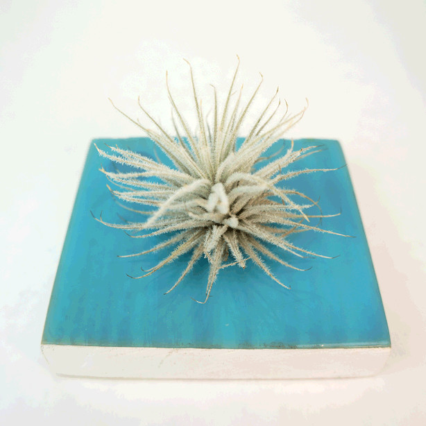 TECTORUM
