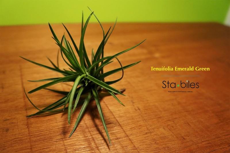 TENUIFOLIA EMERALD GREEN