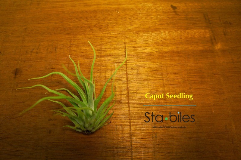 CAPUT SEEDLING