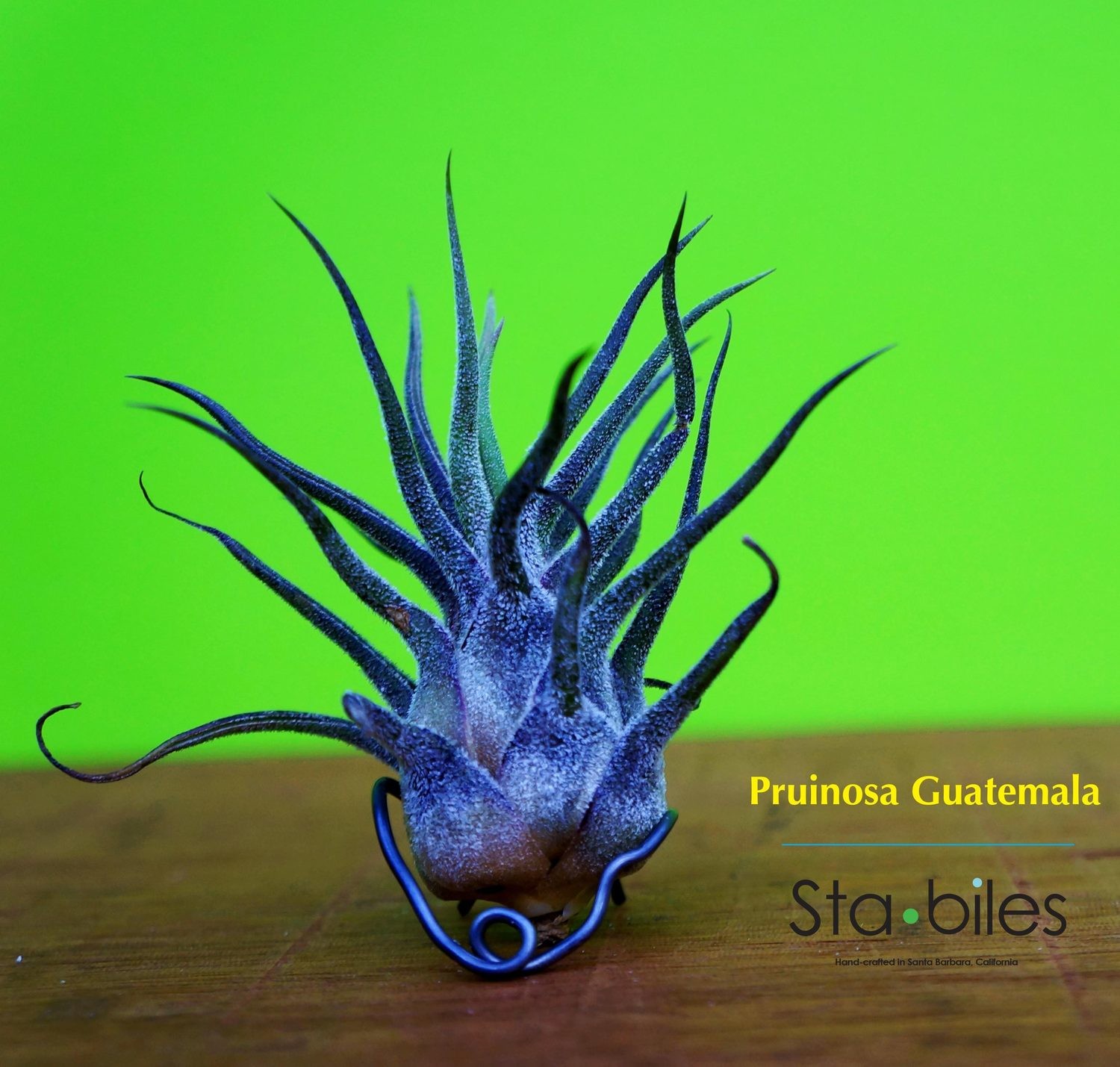 PRUINOSA - Guatemala