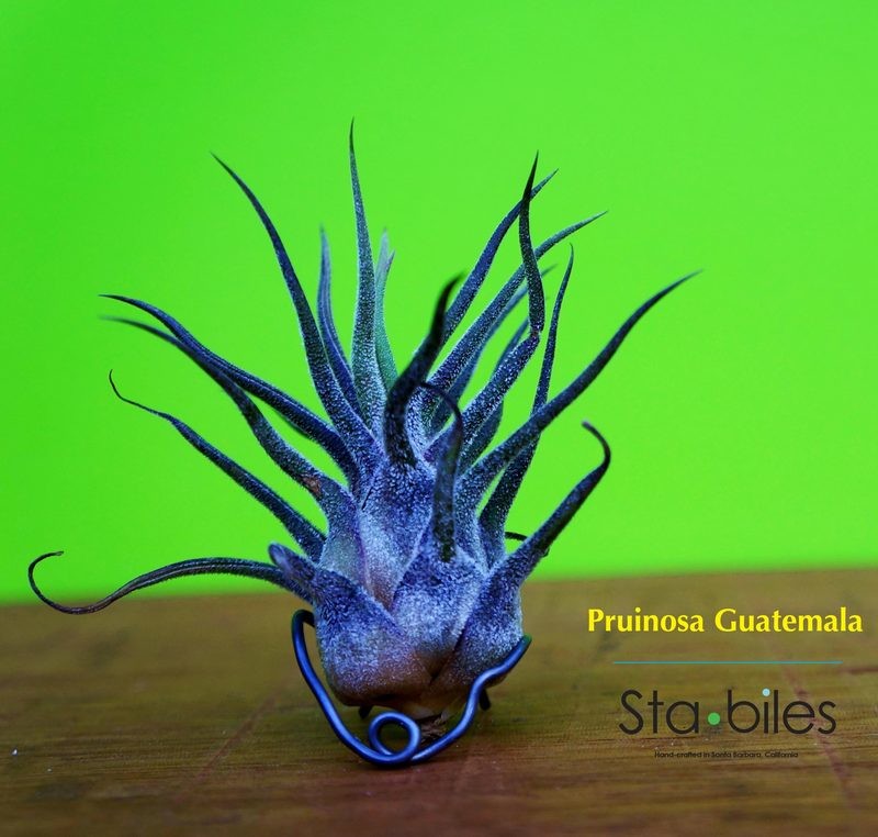 PRUINOSA - Guatemala