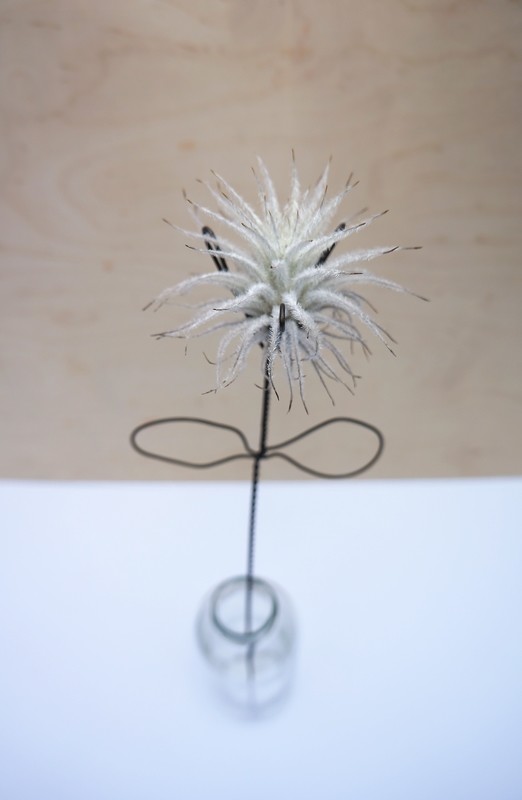 RUFINA VITRIUM Tectorum
