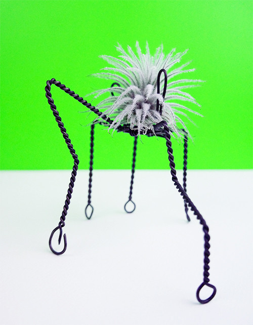 Quinque Shorty with Small Tectorum