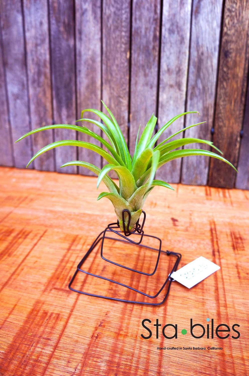 DECCO Black with Brachycaulos